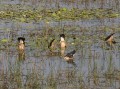 0922-1637 NT Kakadu (9223191)